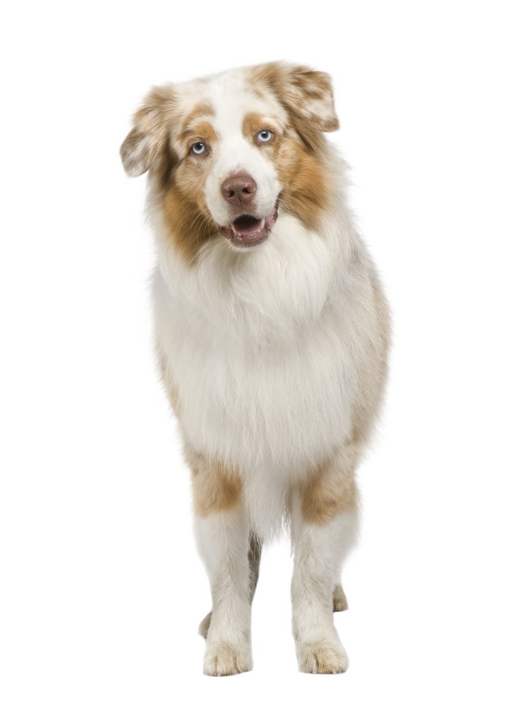 hunde der spiser afføring hunde der spiser afføring
